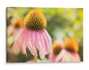 Estudio De Echinancea Ii - Jason Johnson | Cuadro decorativo de Canvas Lab