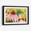 Estudio De Echinancea Ii - Jason Johnson | Cuadro decorativo de Canvas Lab