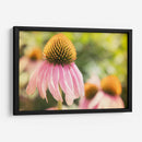 Estudio De Echinancea Ii - Jason Johnson | Cuadro decorativo de Canvas Lab