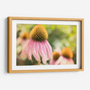 Estudio De Echinancea Ii - Jason Johnson | Cuadro decorativo de Canvas Lab