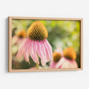 Estudio De Echinancea Ii - Jason Johnson | Cuadro decorativo de Canvas Lab