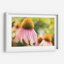 Estudio De Echinancea Ii - Jason Johnson | Cuadro decorativo de Canvas Lab