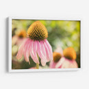 Estudio De Echinancea Ii - Jason Johnson | Cuadro decorativo de Canvas Lab