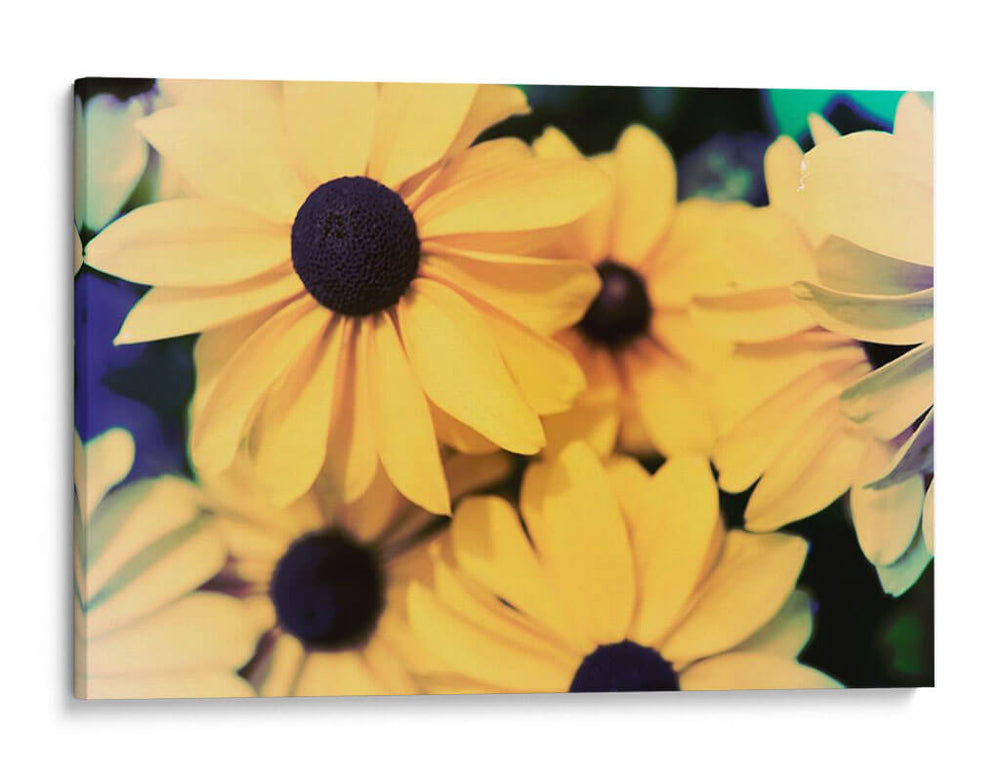 Susans - Jason Johnson | Cuadro decorativo de Canvas Lab
