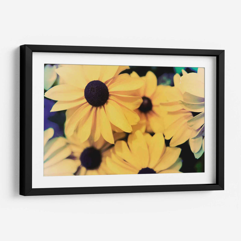 Susans - Jason Johnson | Cuadro decorativo de Canvas Lab