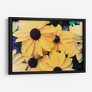 Susans - Jason Johnson | Cuadro decorativo de Canvas Lab