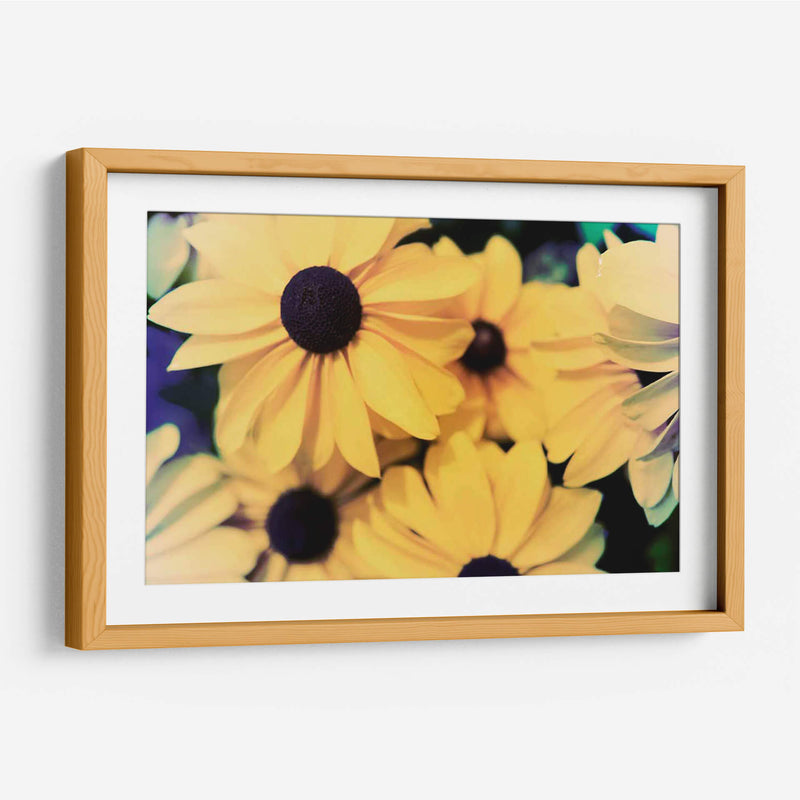 Susans - Jason Johnson | Cuadro decorativo de Canvas Lab