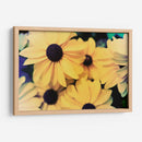 Susans - Jason Johnson | Cuadro decorativo de Canvas Lab