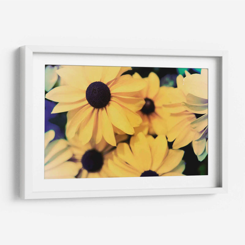Susans - Jason Johnson | Cuadro decorativo de Canvas Lab