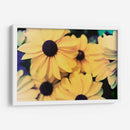 Susans - Jason Johnson | Cuadro decorativo de Canvas Lab