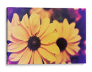 Susans Iii - Jason Johnson | Cuadro decorativo de Canvas Lab