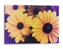 Susans Iv - Jason Johnson | Cuadro decorativo de Canvas Lab