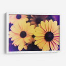 Susans Iv - Jason Johnson | Cuadro decorativo de Canvas Lab