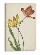 Dos Tulipanes I - Melissa Wang | Cuadro decorativo de Canvas Lab