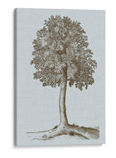 Árbol Antiguo En Sepia Ii - Vision Studio | Cuadro decorativo de Canvas Lab
