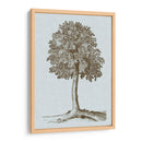 Árbol Antiguo En Sepia Ii - Vision Studio | Cuadro decorativo de Canvas Lab