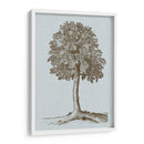 Árbol Antiguo En Sepia Ii - Vision Studio | Cuadro decorativo de Canvas Lab
