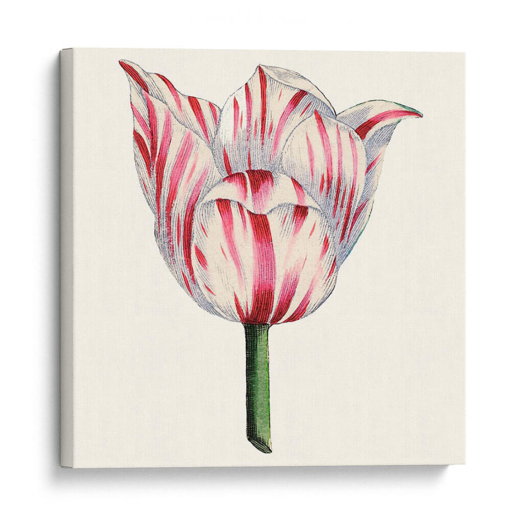 Tulip Garden I - Vision Studio | Cuadro decorativo de Canvas Lab