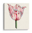 Tulip Garden I - Vision Studio | Cuadro decorativo de Canvas Lab