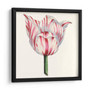 Tulip Garden I - Vision Studio | Cuadro decorativo de Canvas Lab