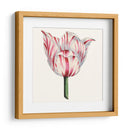 Tulip Garden I - Vision Studio | Cuadro decorativo de Canvas Lab