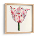 Tulip Garden I - Vision Studio | Cuadro decorativo de Canvas Lab