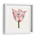 Tulip Garden I - Vision Studio | Cuadro decorativo de Canvas Lab