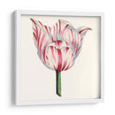 Tulip Garden I - Vision Studio | Cuadro decorativo de Canvas Lab