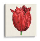 Tulip Garden Ii - Vision Studio | Cuadro decorativo de Canvas Lab