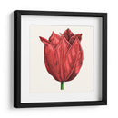 Tulip Garden Ii - Vision Studio | Cuadro decorativo de Canvas Lab