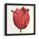 Tulip Garden Ii - Vision Studio | Cuadro decorativo de Canvas Lab