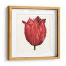 Tulip Garden Ii - Vision Studio | Cuadro decorativo de Canvas Lab