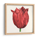 Tulip Garden Ii - Vision Studio | Cuadro decorativo de Canvas Lab