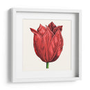 Tulip Garden Ii - Vision Studio | Cuadro decorativo de Canvas Lab