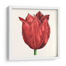 Tulip Garden Ii - Vision Studio | Cuadro decorativo de Canvas Lab