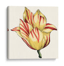 Tulip Garden Iii - Vision Studio | Cuadro decorativo de Canvas Lab