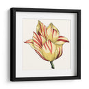 Tulip Garden Iii - Vision Studio | Cuadro decorativo de Canvas Lab