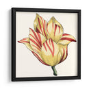 Tulip Garden Iii - Vision Studio | Cuadro decorativo de Canvas Lab