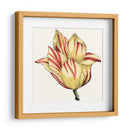 Tulip Garden Iii - Vision Studio | Cuadro decorativo de Canvas Lab