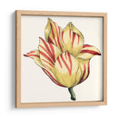 Tulip Garden Iii - Vision Studio | Cuadro decorativo de Canvas Lab