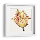 Tulip Garden Iii - Vision Studio | Cuadro decorativo de Canvas Lab