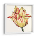 Tulip Garden Iii - Vision Studio | Cuadro decorativo de Canvas Lab
