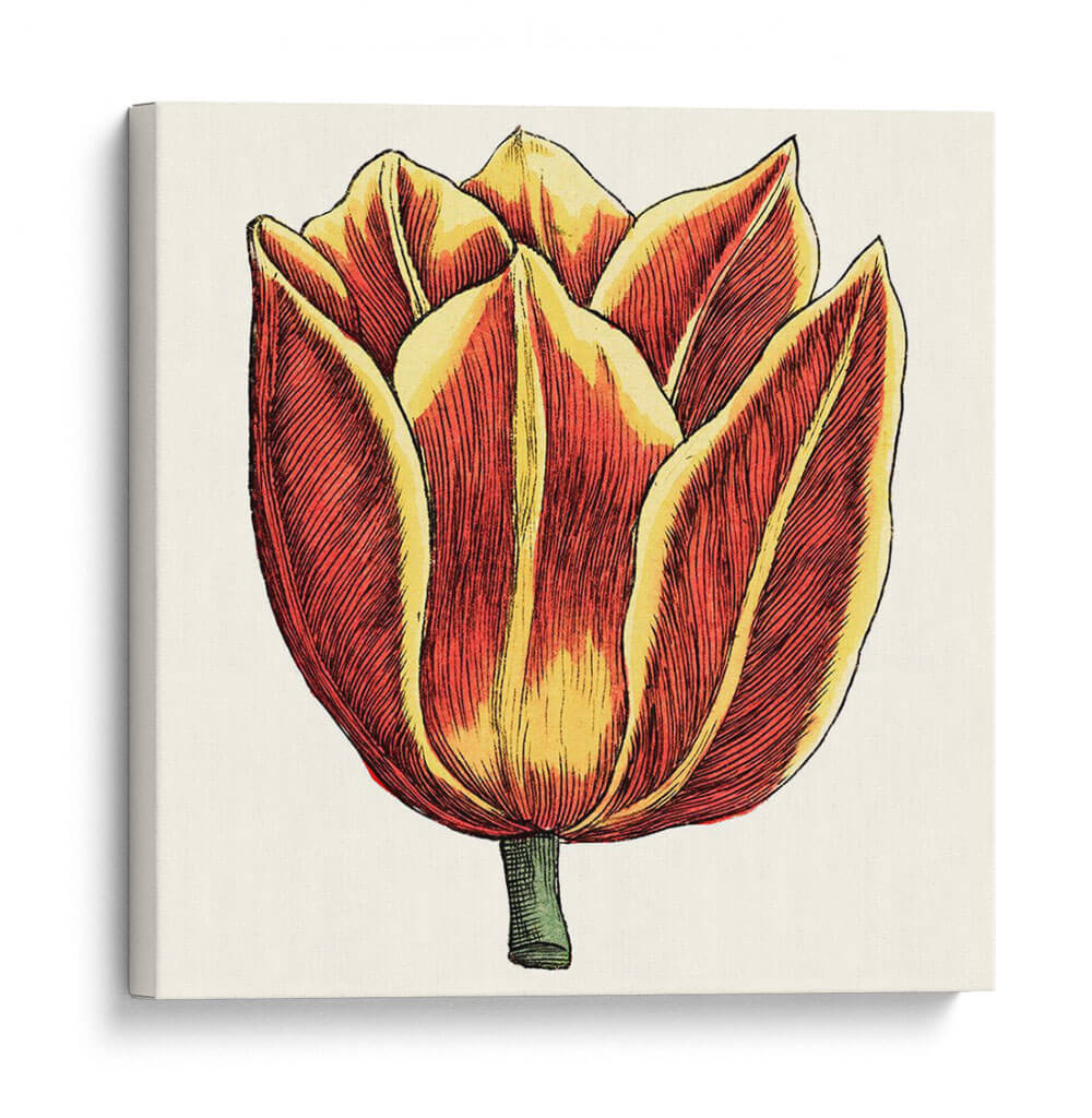 Tulip Garden Iv - Vision Studio | Cuadro decorativo de Canvas Lab