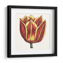 Tulip Garden Iv - Vision Studio | Cuadro decorativo de Canvas Lab