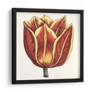 Tulip Garden Iv - Vision Studio | Cuadro decorativo de Canvas Lab