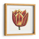 Tulip Garden Iv - Vision Studio | Cuadro decorativo de Canvas Lab