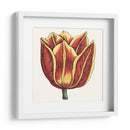 Tulip Garden Iv - Vision Studio | Cuadro decorativo de Canvas Lab