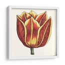 Tulip Garden Iv - Vision Studio | Cuadro decorativo de Canvas Lab