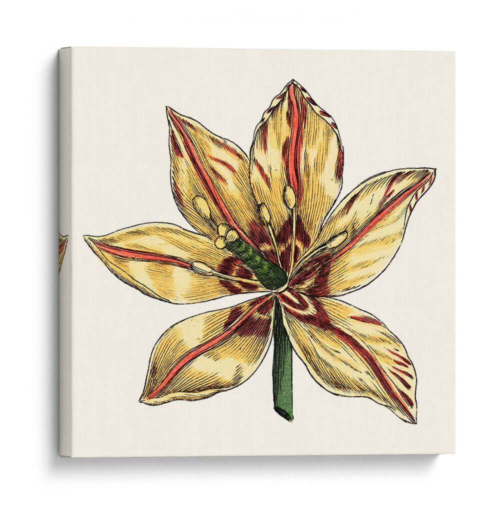 Tulip Garden V - Vision Studio | Cuadro decorativo de Canvas Lab