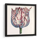 Tulip Garden Vi - Vision Studio | Cuadro decorativo de Canvas Lab